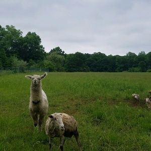 Meet your Posher, Jane